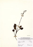 藏品(玉山鹿蹄草)的圖片